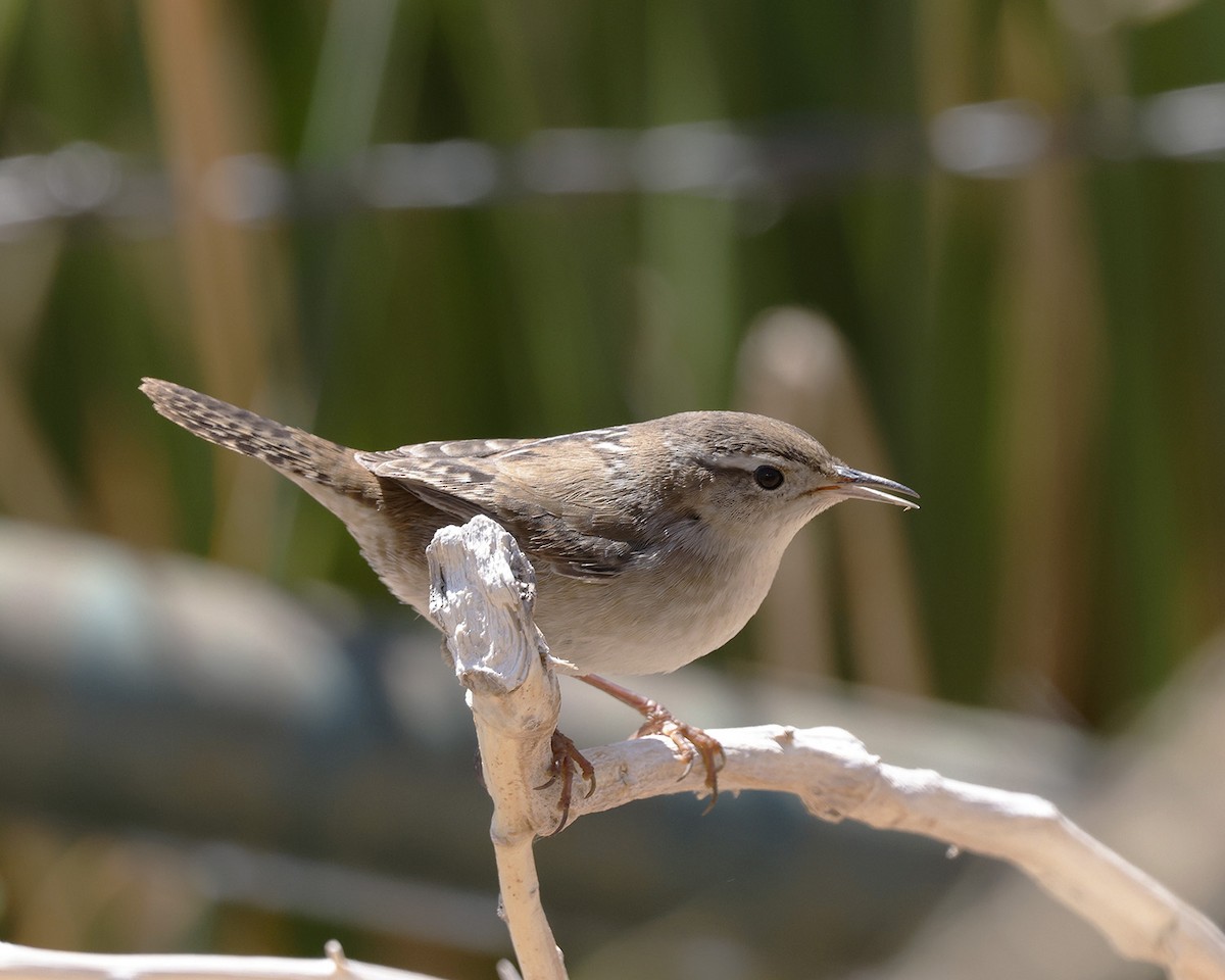 Marsh Wren - ML623827974