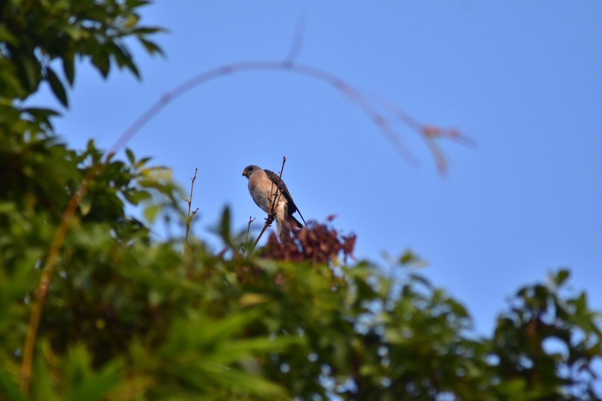 Chinese Sparrowhawk - ML623827989