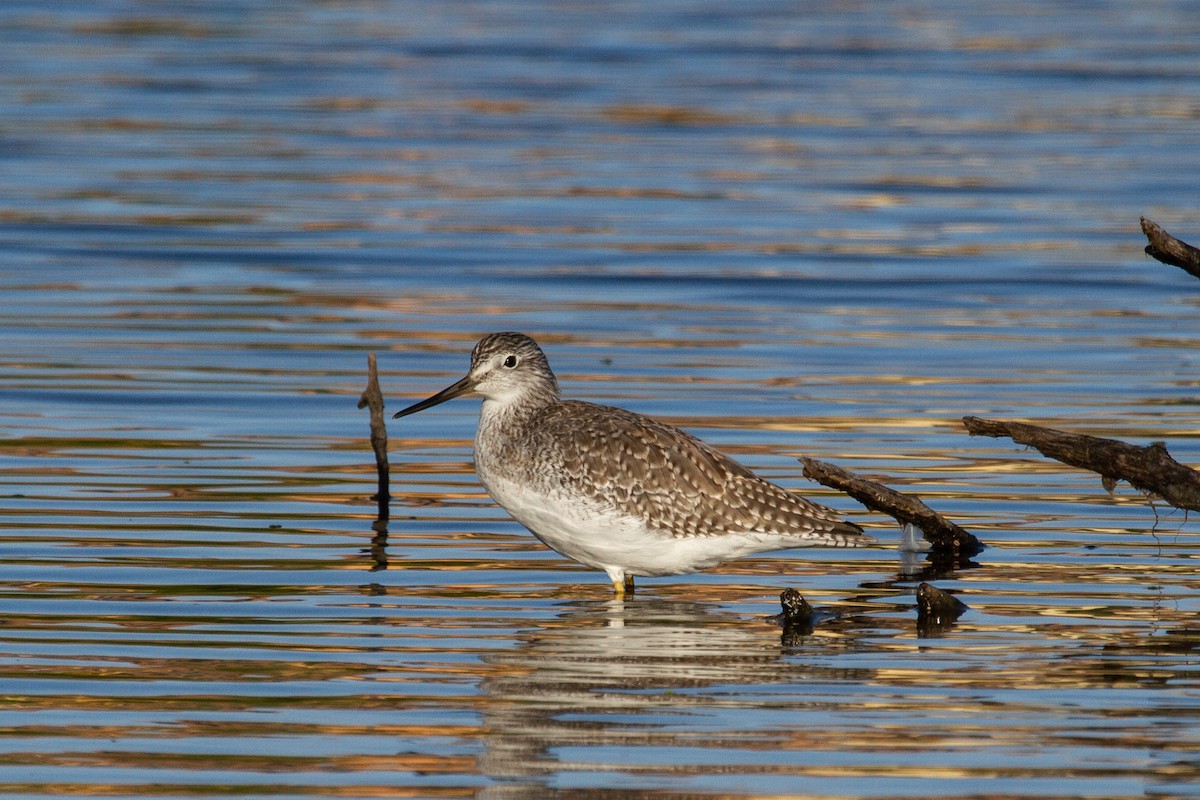 Greater Yellowlegs - ML623828002