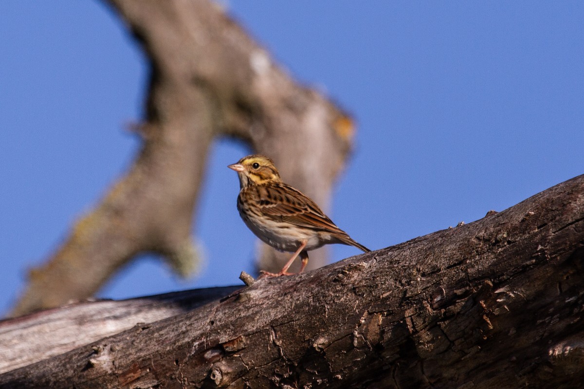 Savannah Sparrow - ML623828003