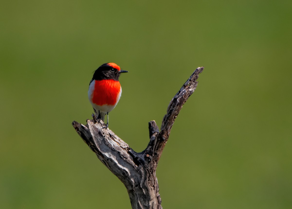 Red-capped Robin - ML623828014