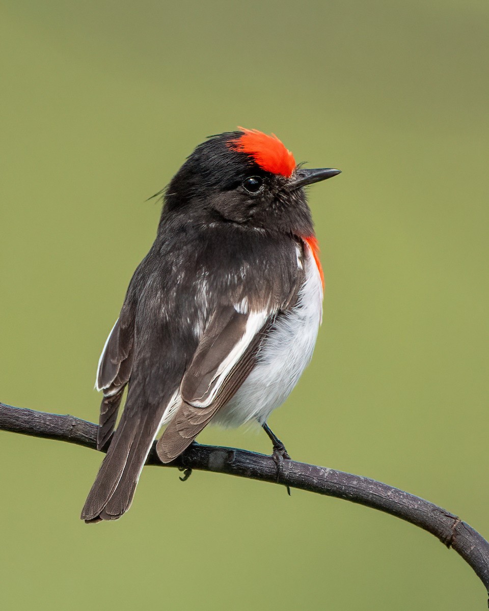 Red-capped Robin - ML623828016