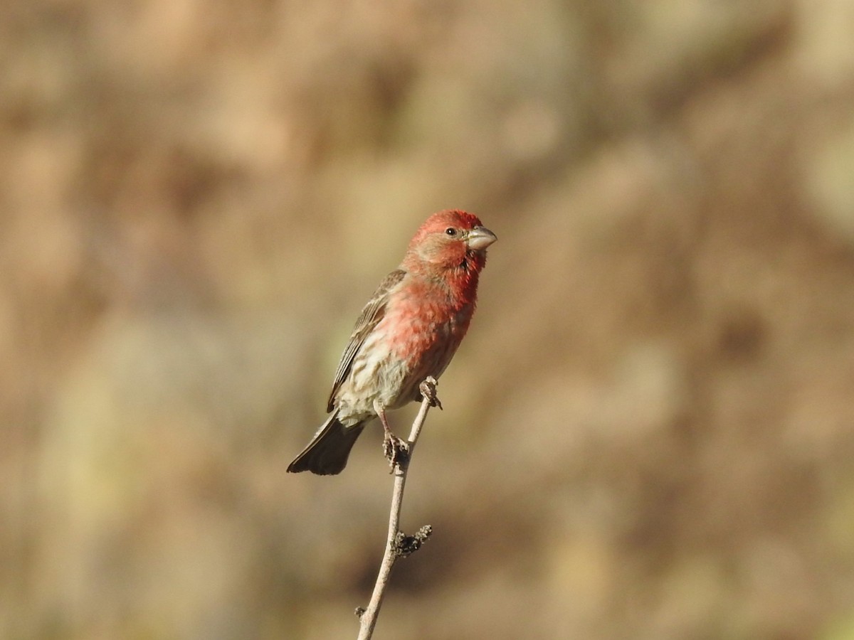 House Finch - ML623828021