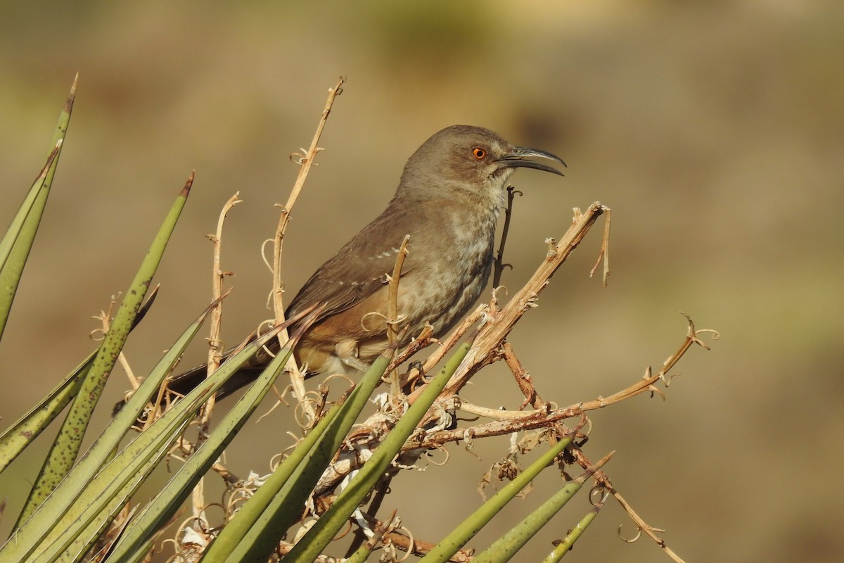 Curve-billed Thrasher - Daniel Horton