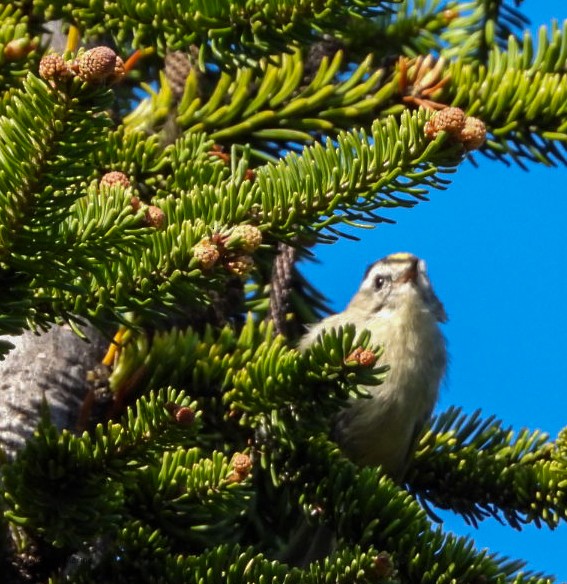 Golden-crowned Kinglet - Marcea Marine