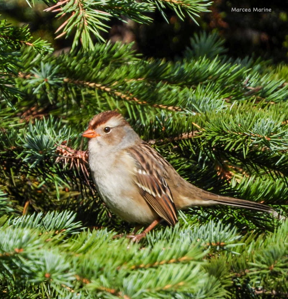 White-crowned Sparrow - ML623828034