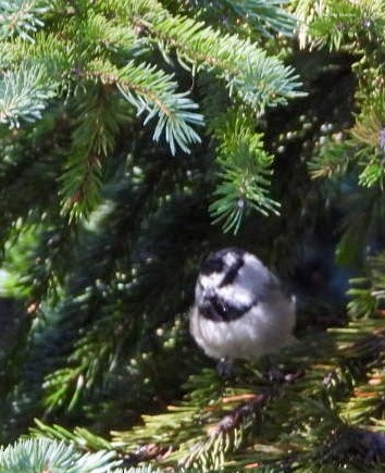 Mountain Chickadee - ML623828043