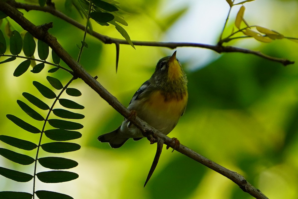 Northern Parula - ML623828076
