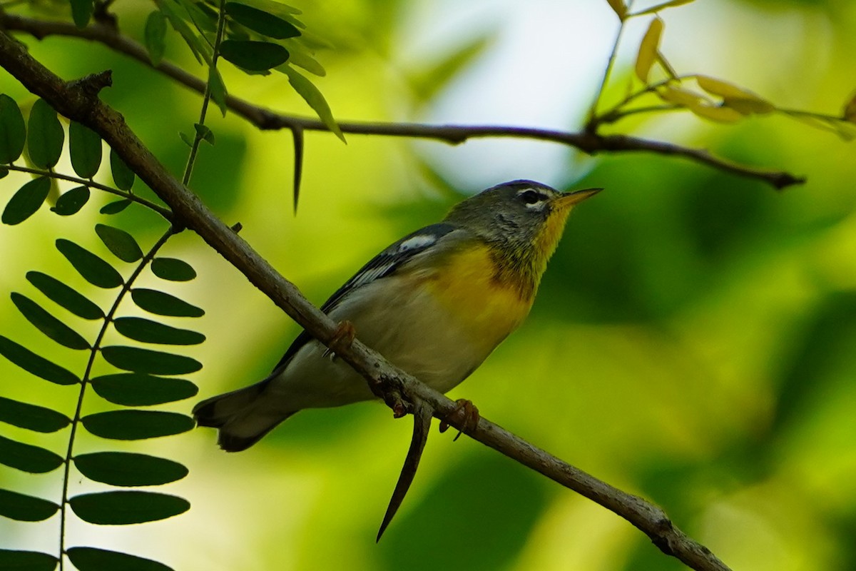 Northern Parula - ML623828077