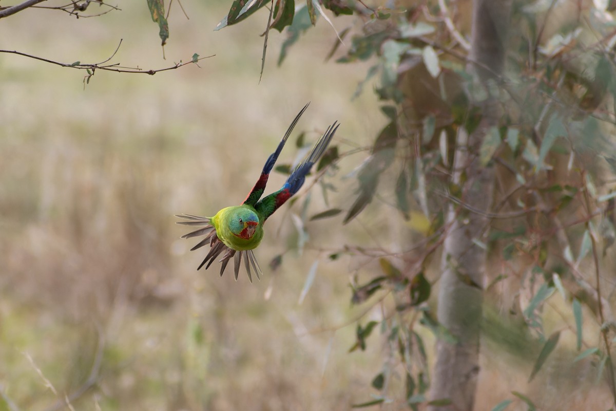 Swift Parrot - ML623828090