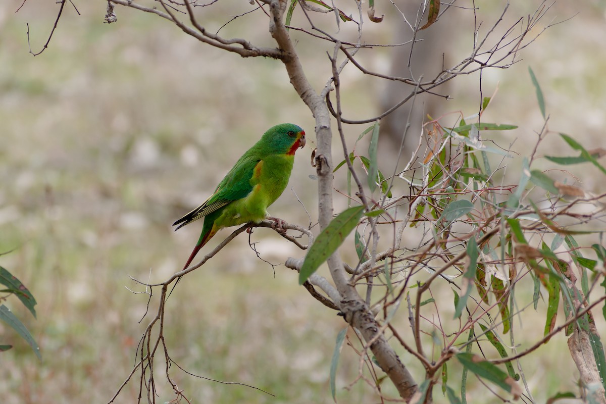 Swift Parrot - ML623828091