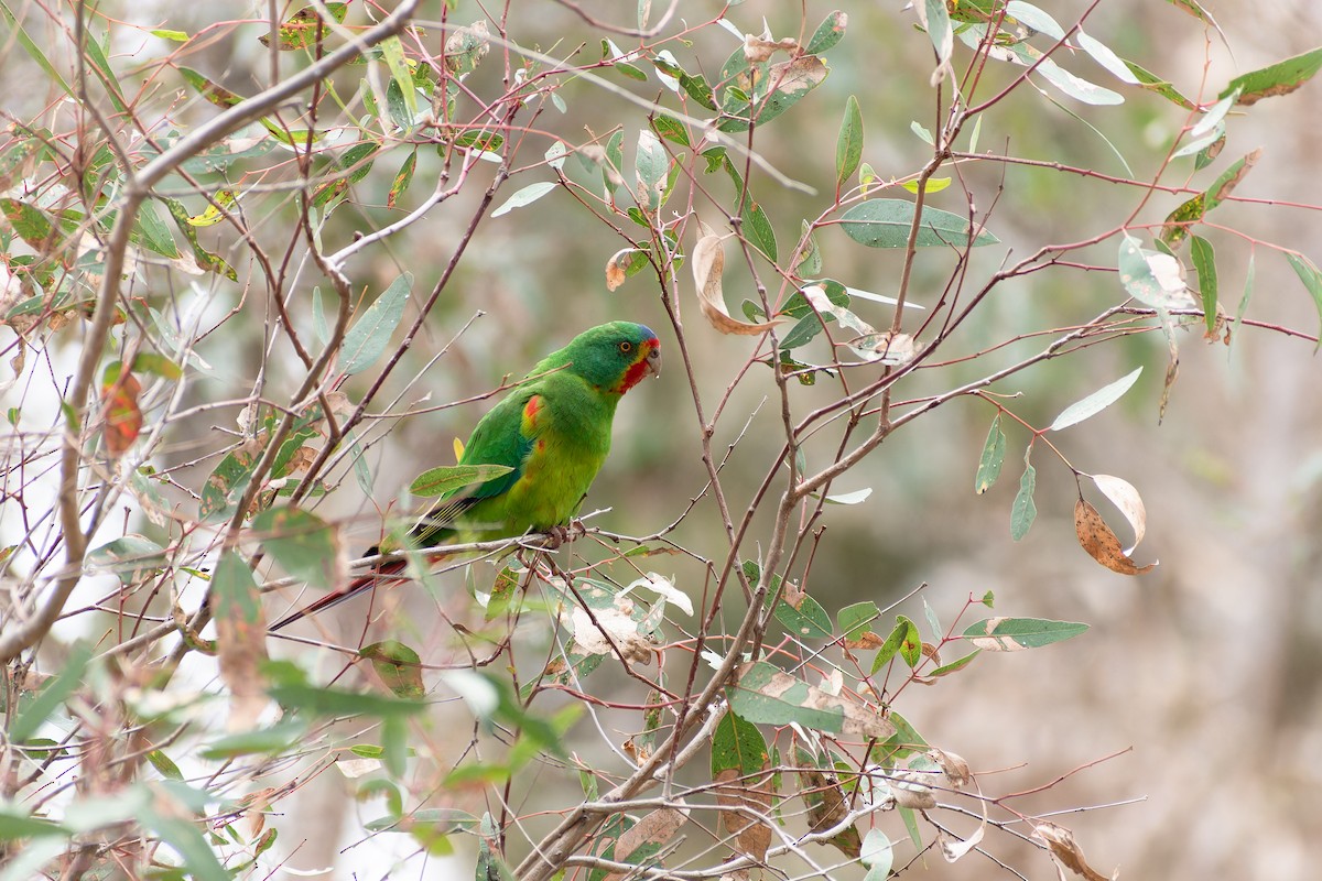 Swift Parrot - ML623828092