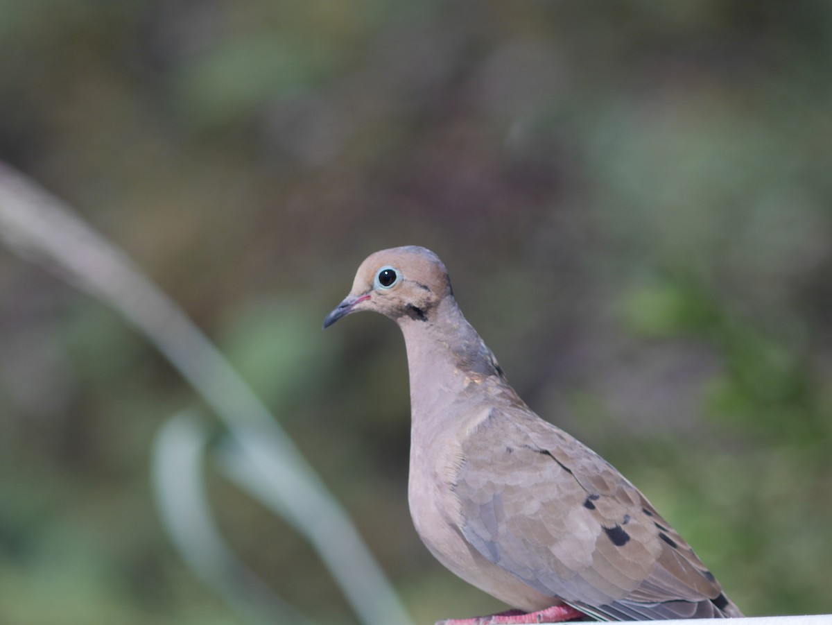 Mourning Dove - Tom George