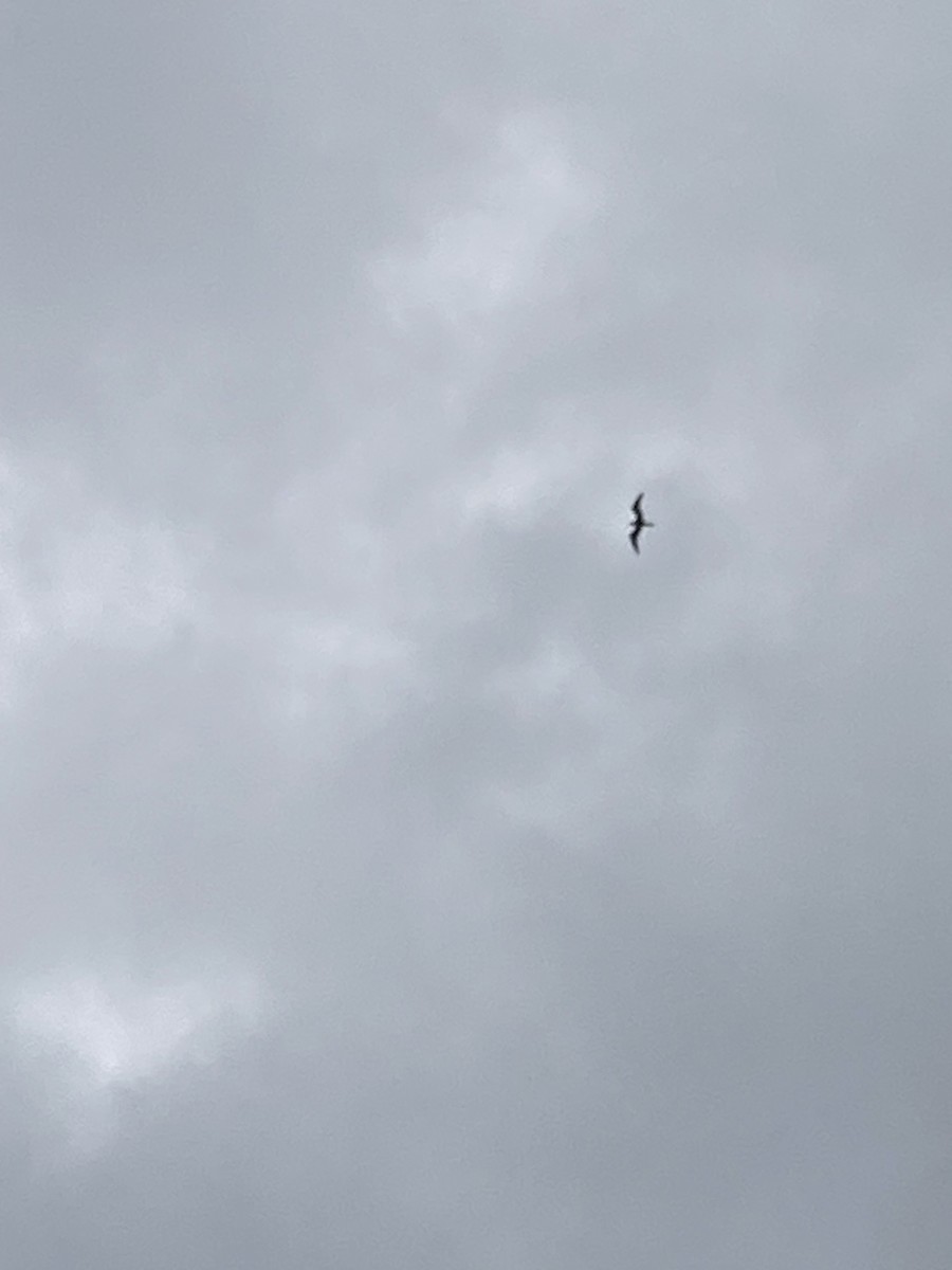 Lesser Frigatebird - ML623828105