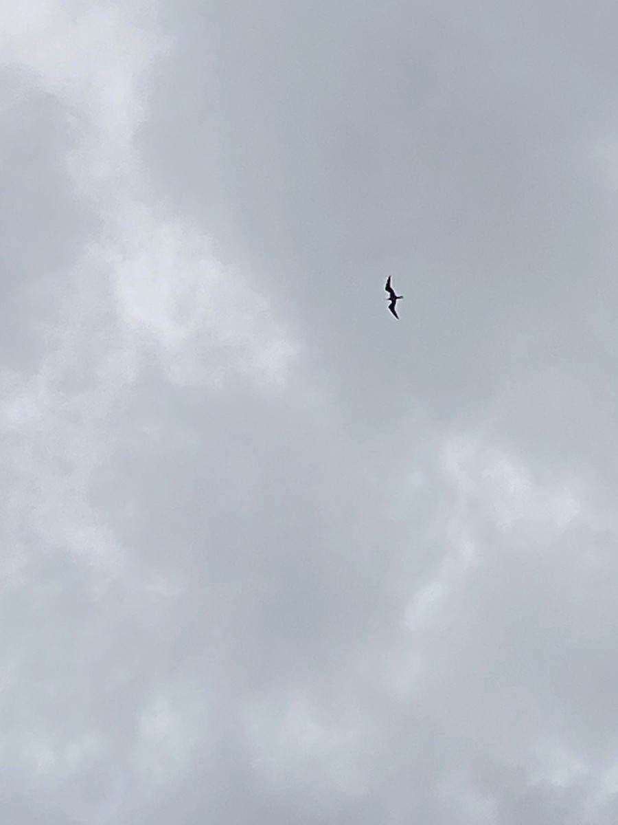 Lesser Frigatebird - ML623828106