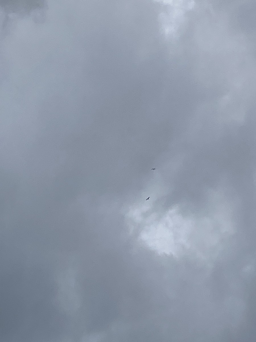 Lesser Frigatebird - ML623828107