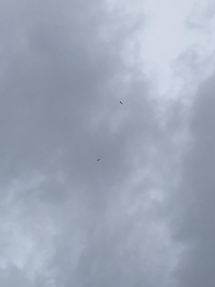 Lesser Frigatebird - ML623828108