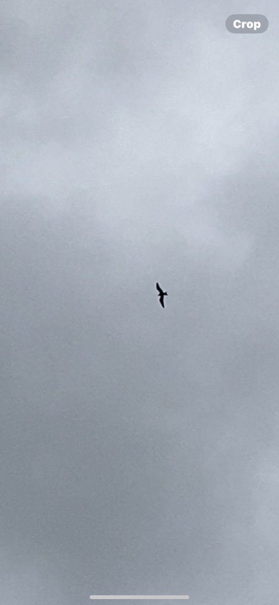Lesser Frigatebird - ML623828109