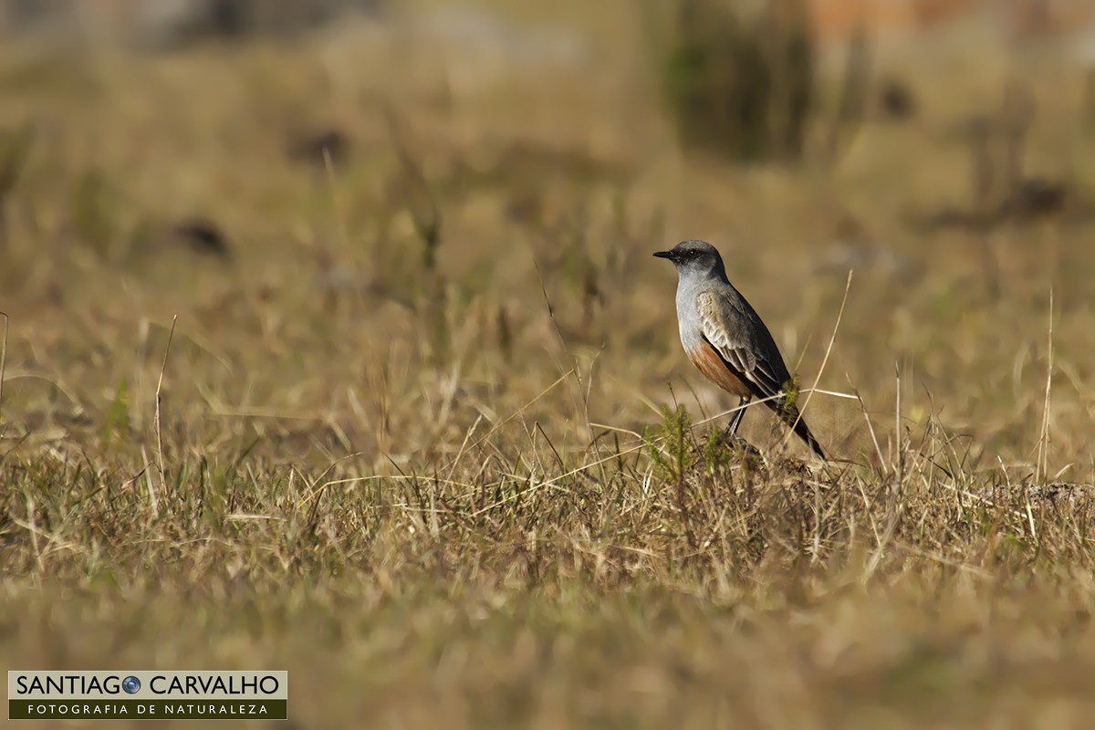 アカハラタイランチョウ - ML62382811