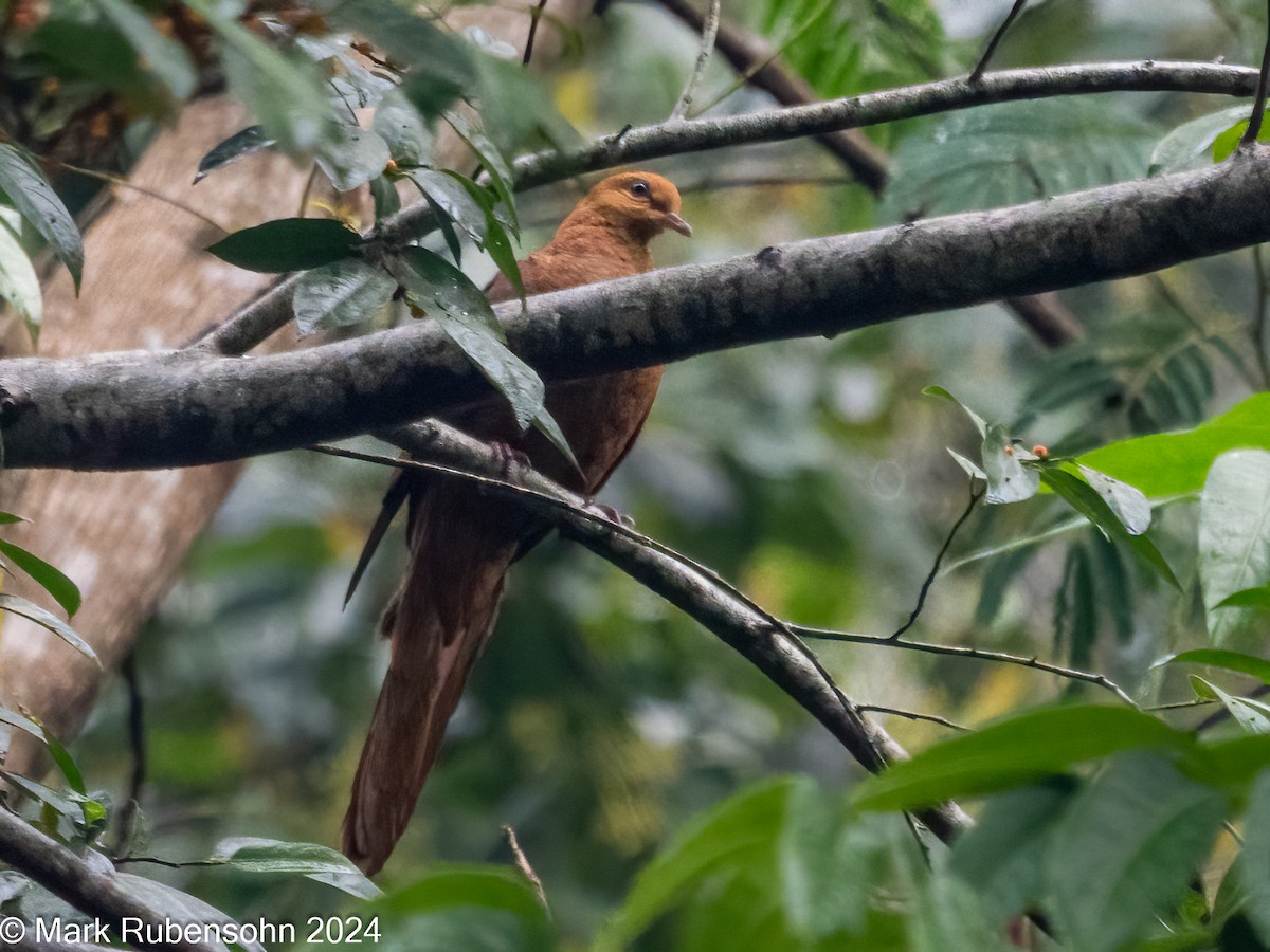 Ruddy Cuckoo-Dove - ML623828111
