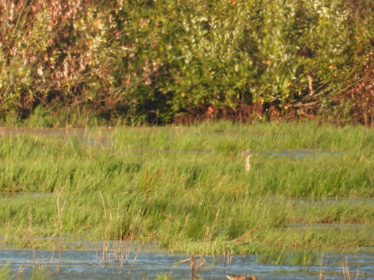 American Bittern - Colby Neuman