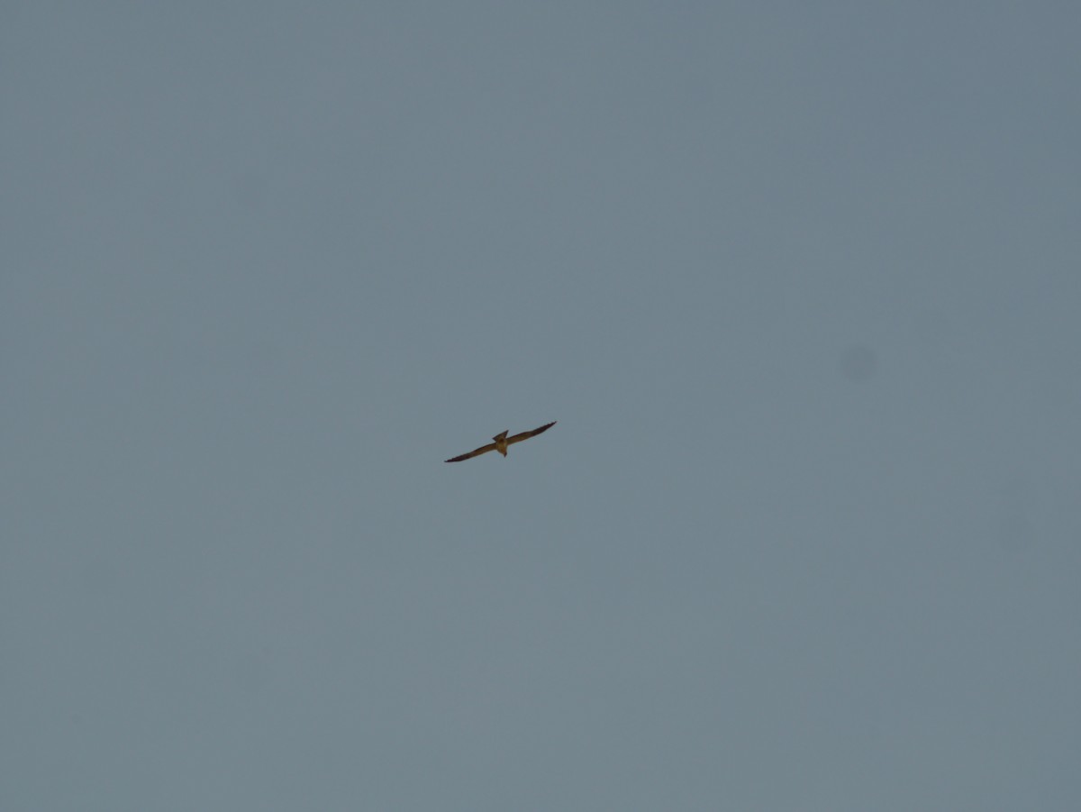 Mississippi Kite - Tom George