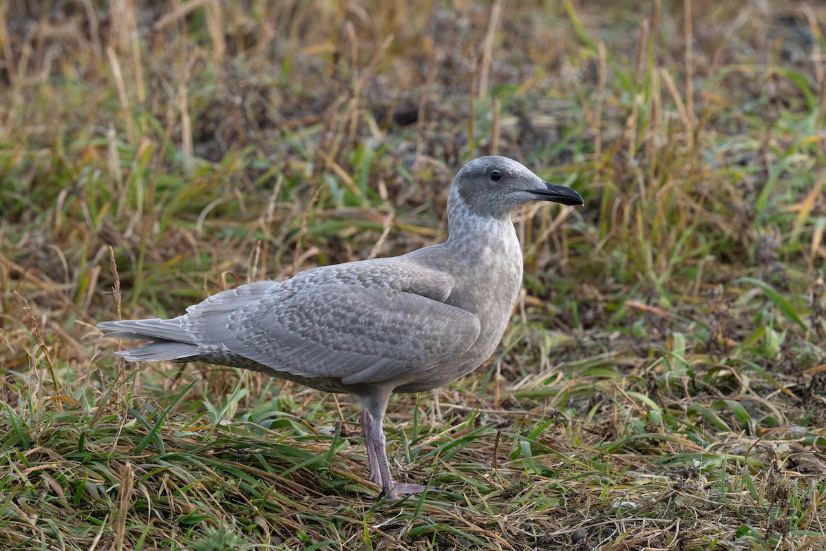 Glaucous-winged Gull - ML623828155