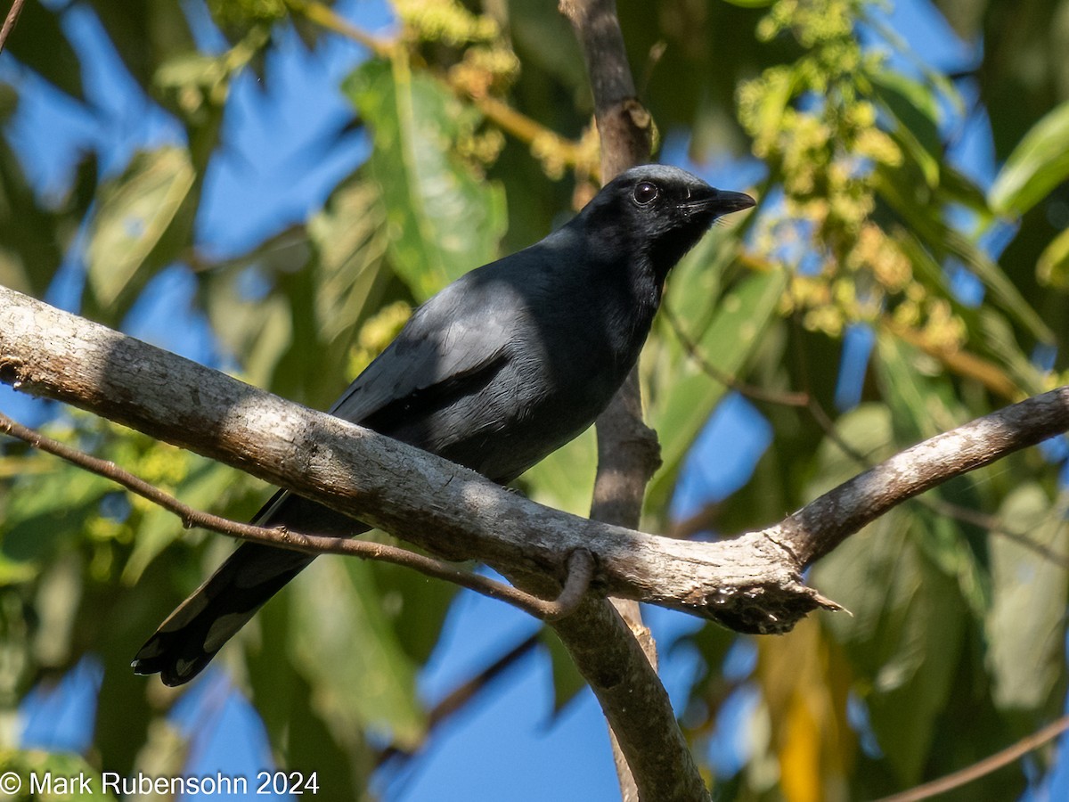 Pale-shouldered Cicadabird - ML623828178