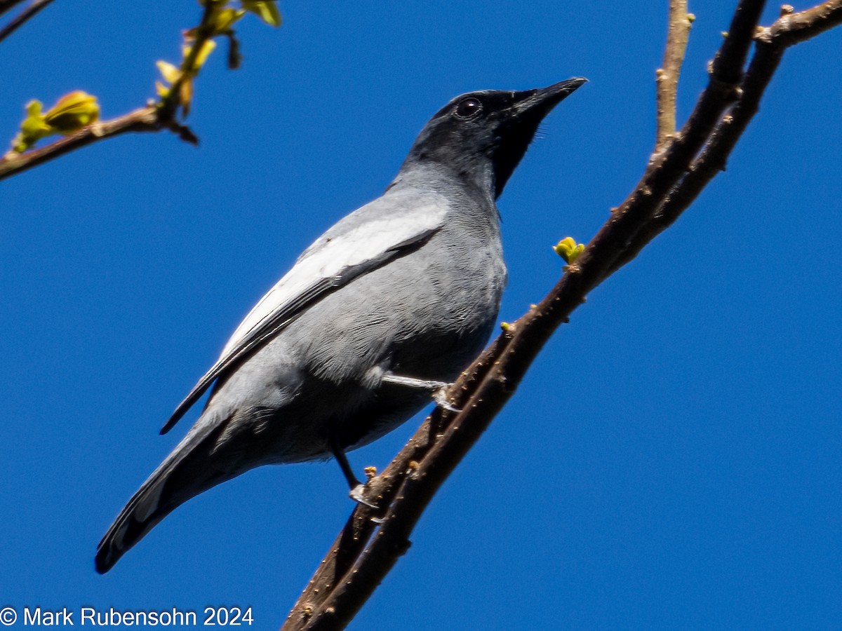 Pale-shouldered Cicadabird - ML623828179