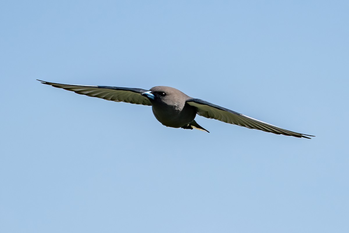 Dusky Woodswallow - ML623828210