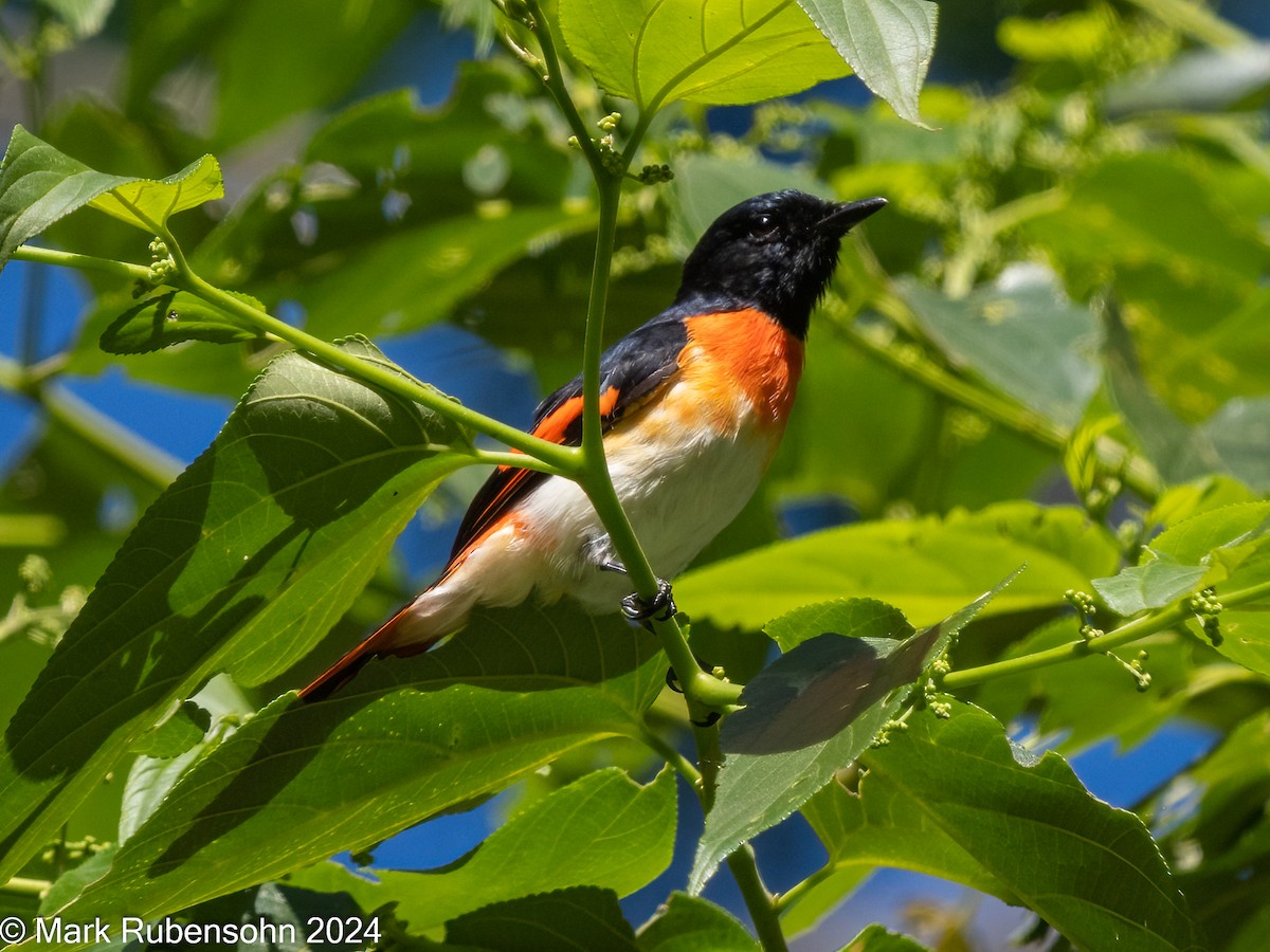 Flores Minivet - ML623828212