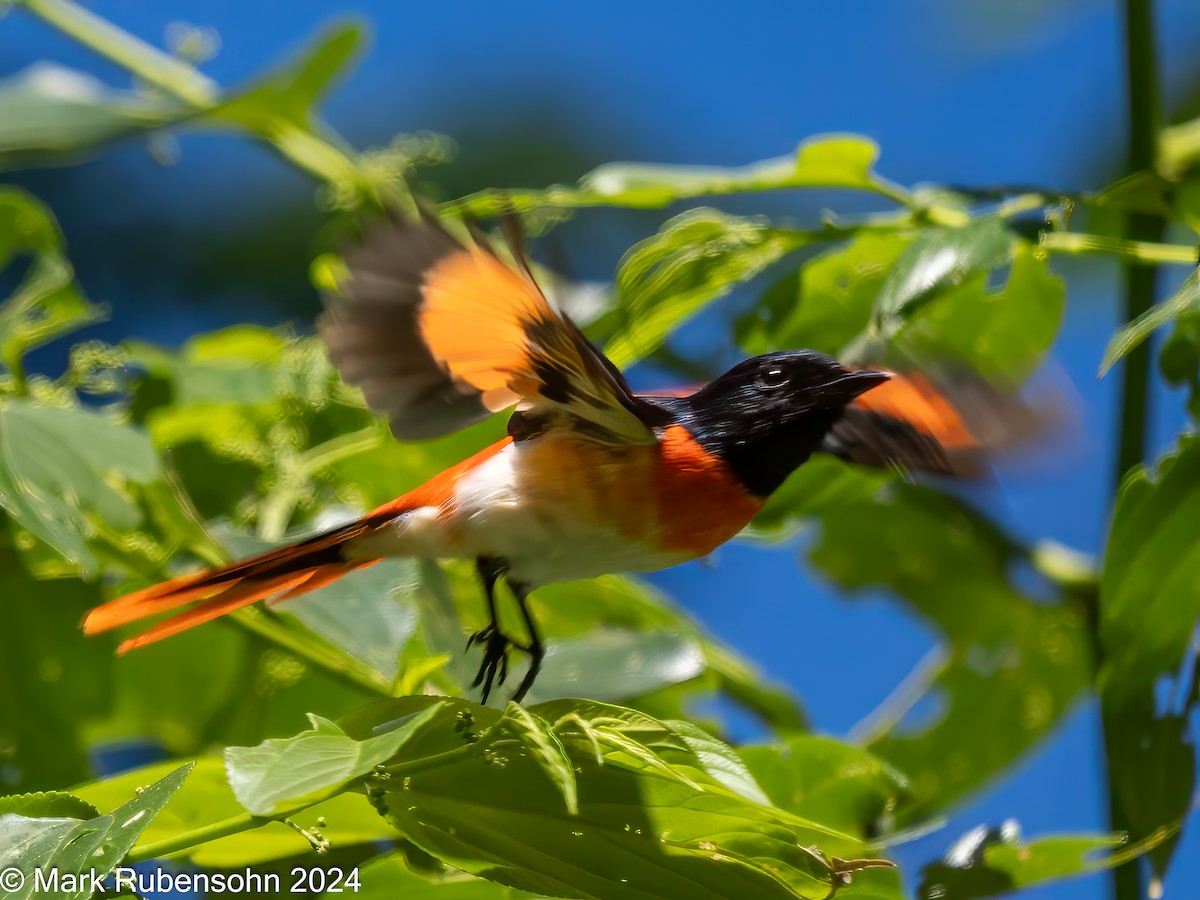 Flores Minivet - ML623828213