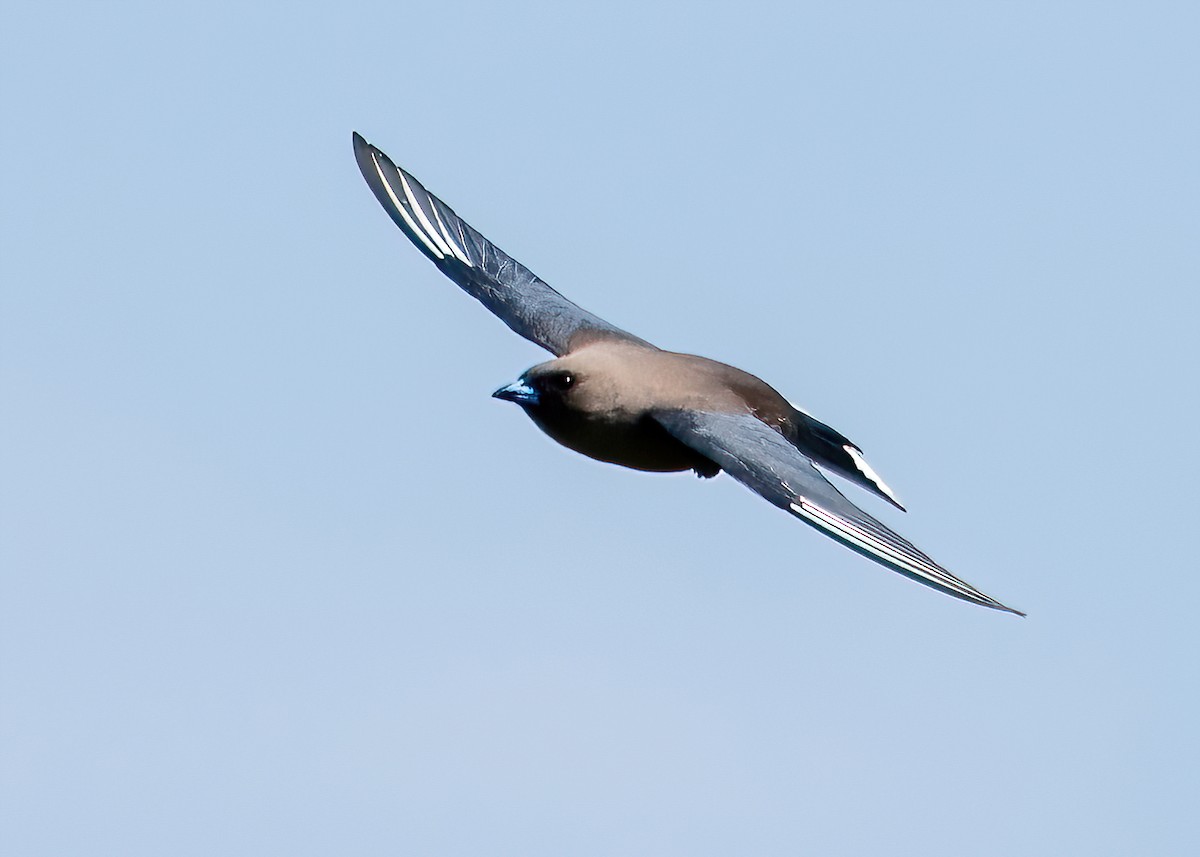 Dusky Woodswallow - ML623828255