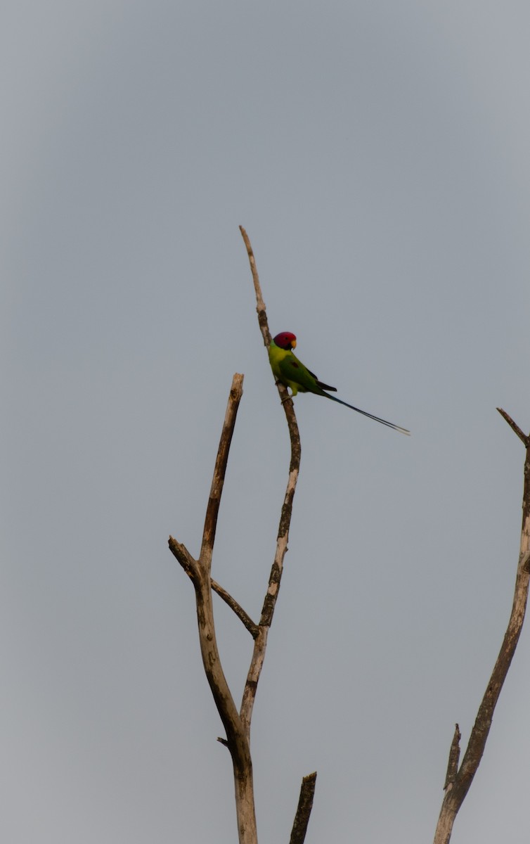 Plum-headed Parakeet - ML623828256