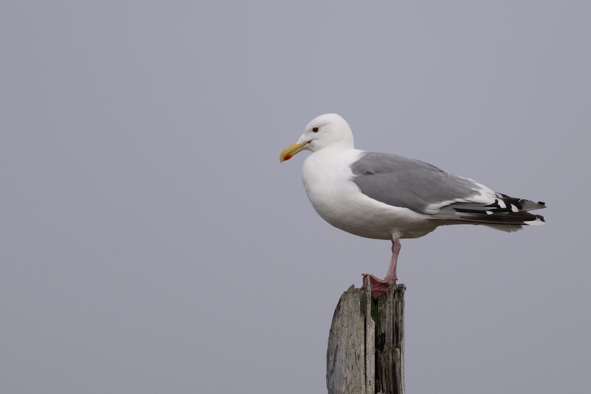 Gaviota Argéntea (vegae) - ML623828269