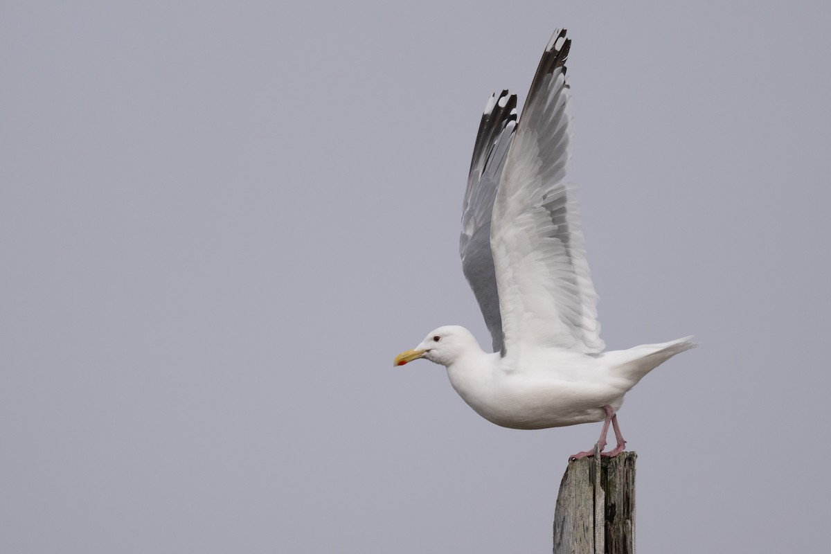 Gaviota Argéntea (vegae) - ML623828270