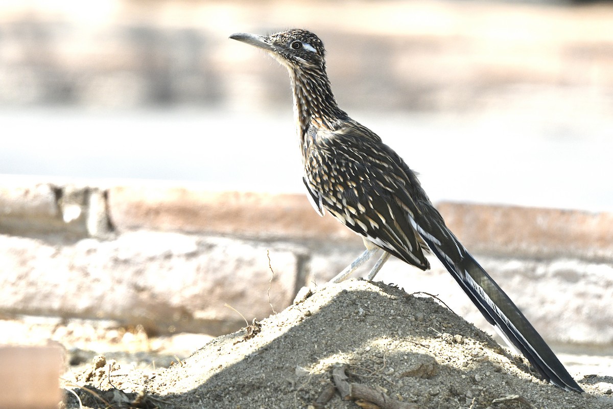 Greater Roadrunner - ML623828352