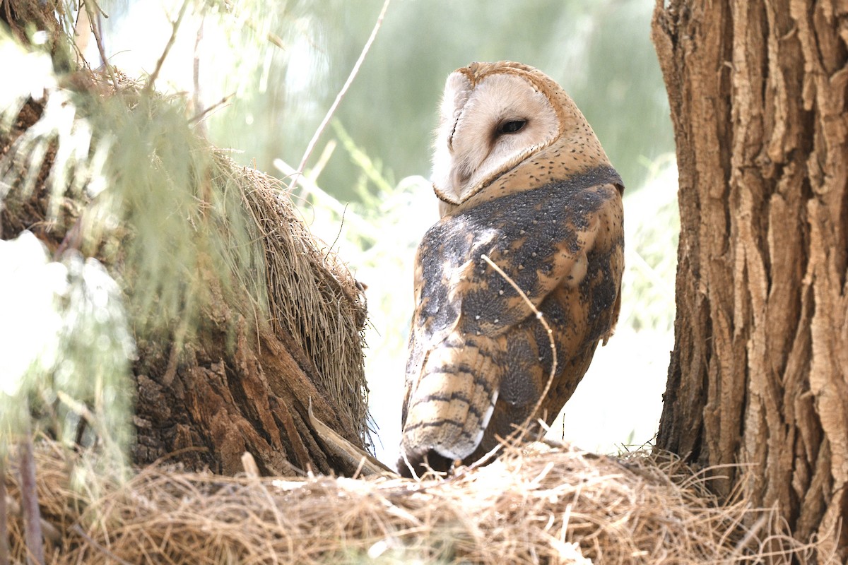 American Barn Owl - ML623828360