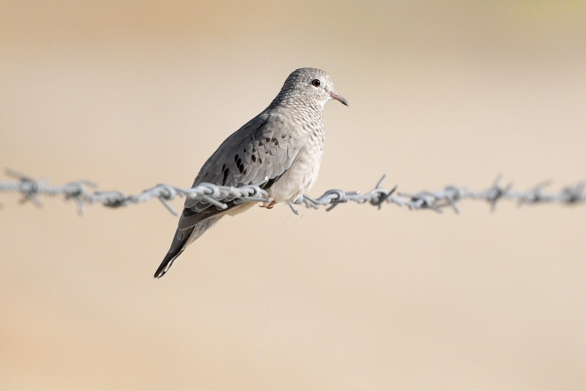 Common Ground Dove - ML623828366