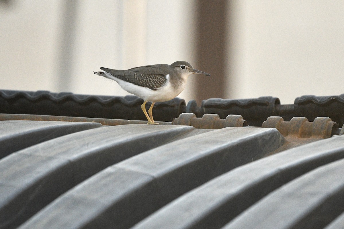 Spotted Sandpiper - ML623828367