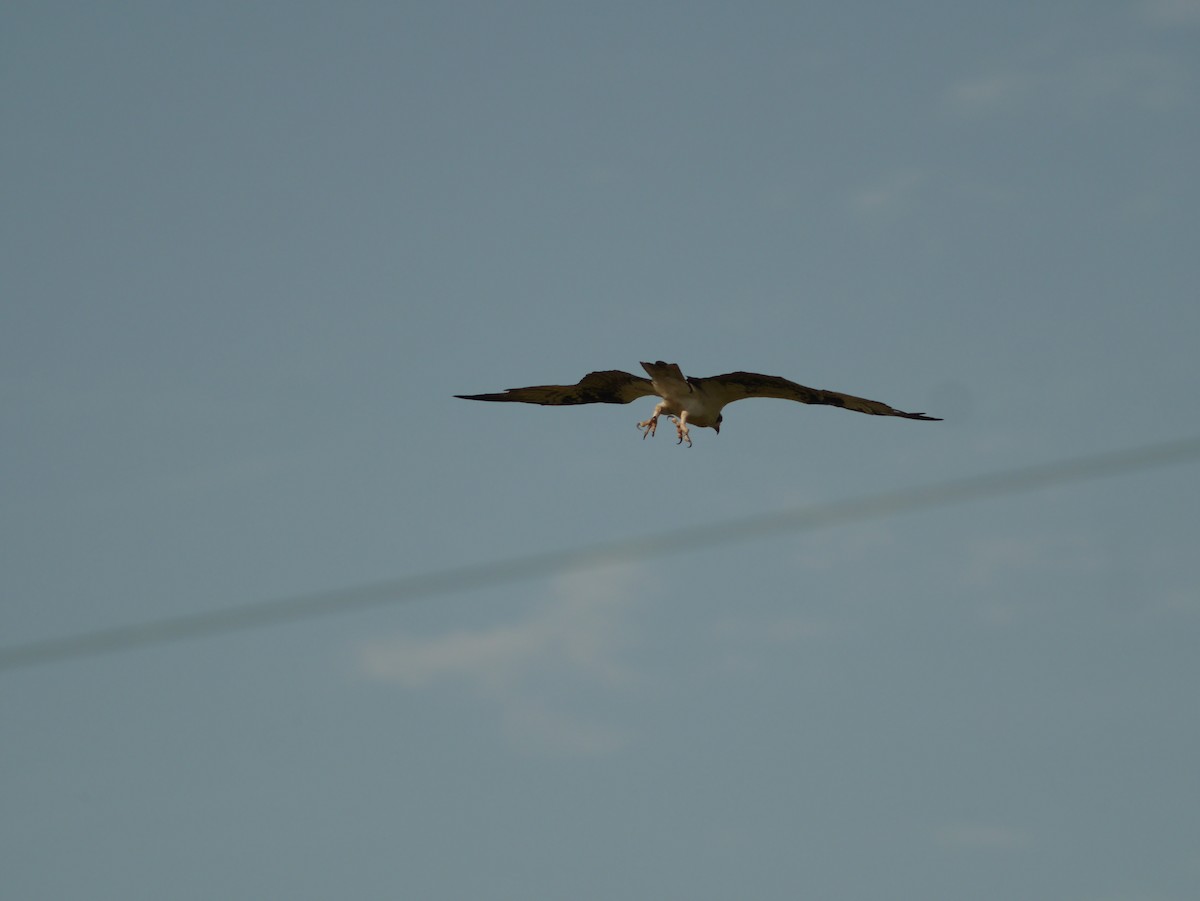 Osprey - Tom George