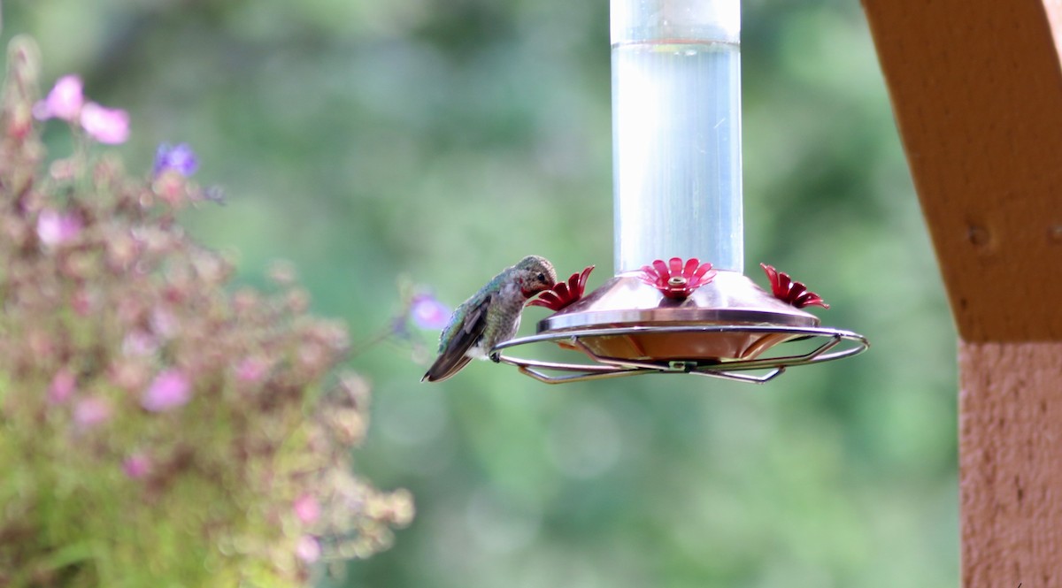 Anna's Hummingbird - ML623828408