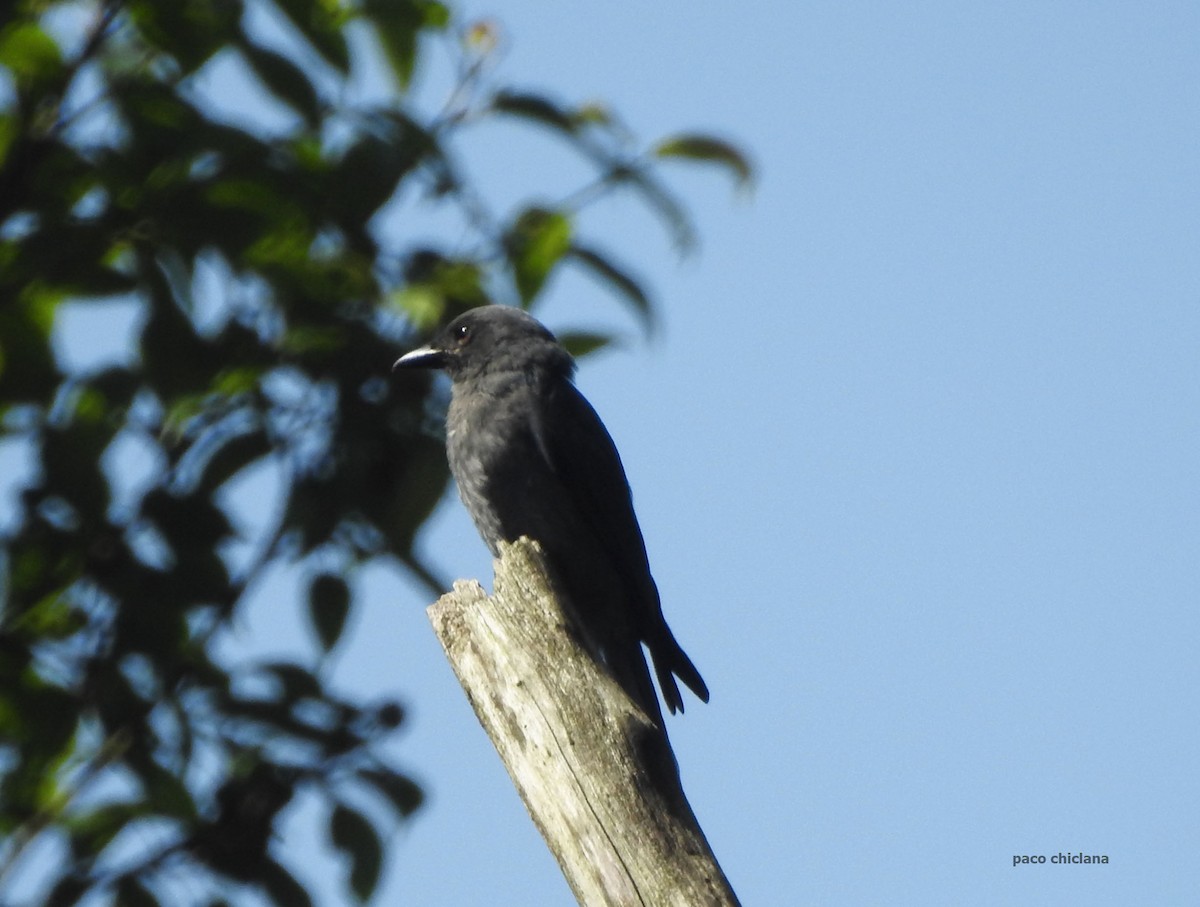 Ashy Drongo - ML623828421