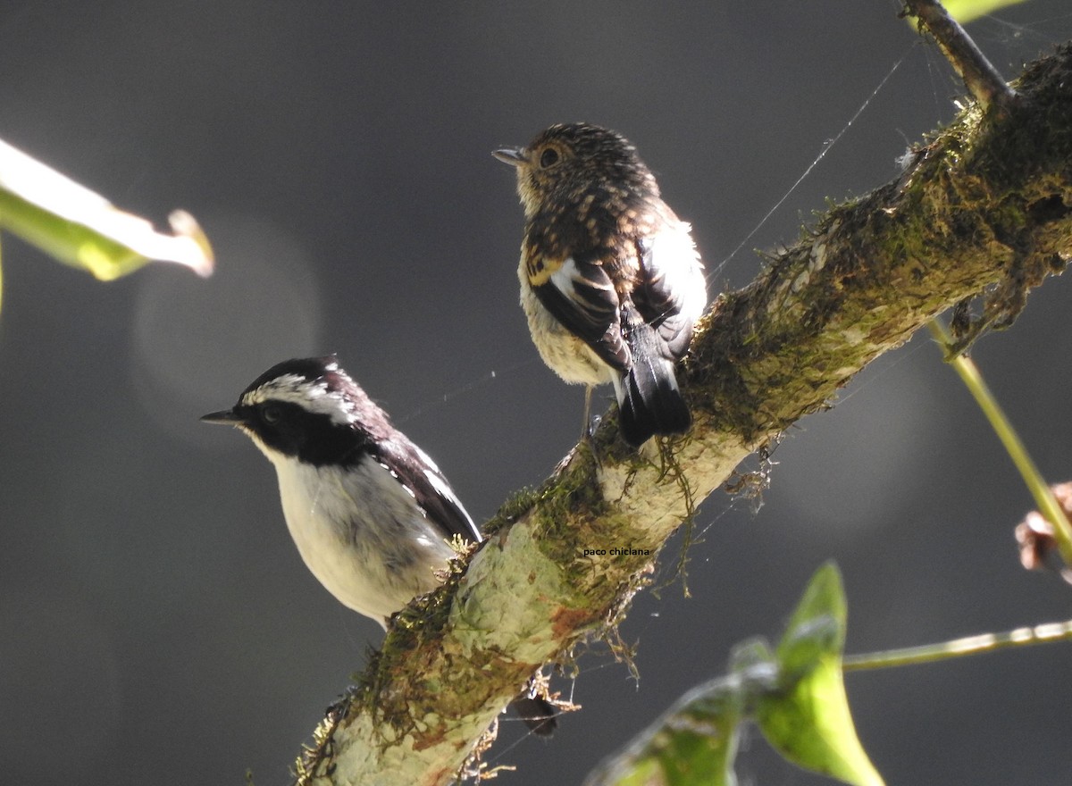 Little Pied Flycatcher - ML623828446