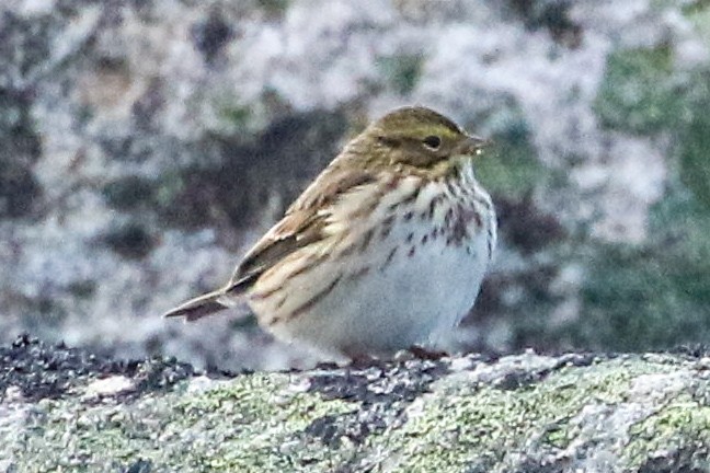 Savannah Sparrow - ML623828451