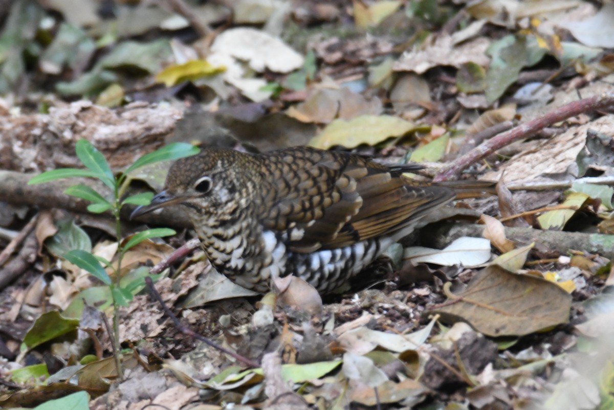 Russet-tailed Thrush - ML623828469