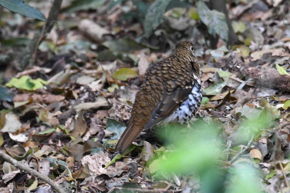 Russet-tailed Thrush - Colin Dillingham