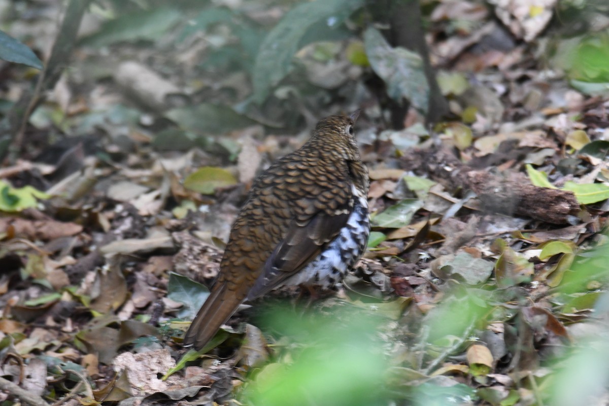 Russet-tailed Thrush - Colin Dillingham