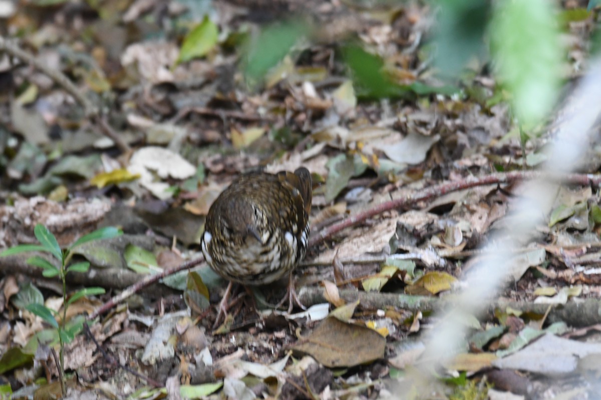 Russet-tailed Thrush - Colin Dillingham