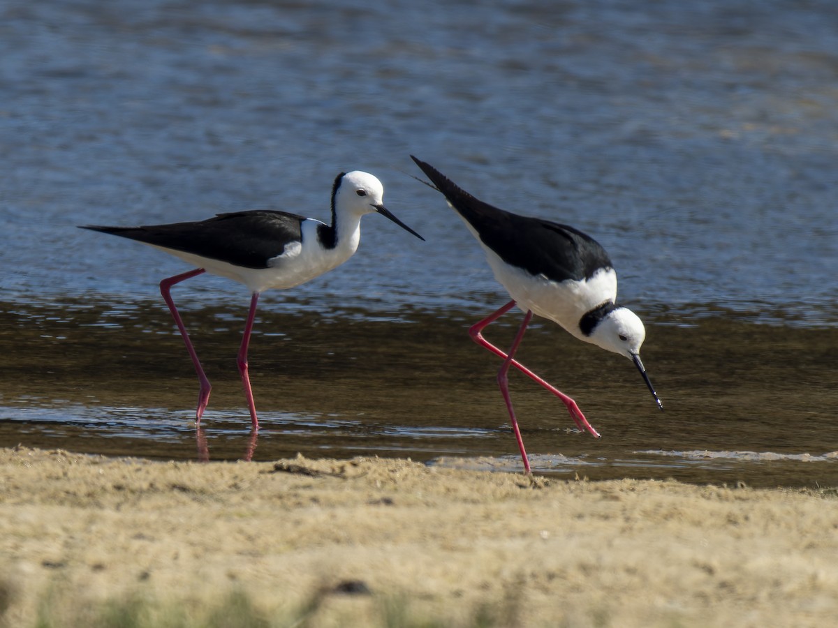 Pied Stilt - ML623828502